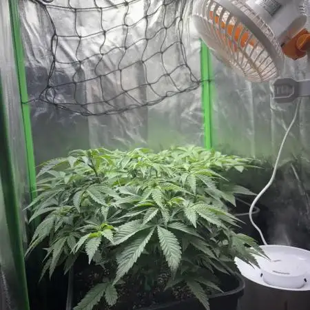 Red Hot Cookies 2nd run