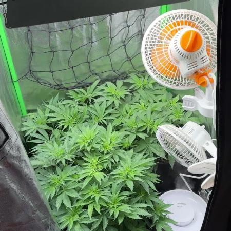 Red Hot Cookies 2nd run