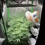 Red Hot Cookies 2nd run