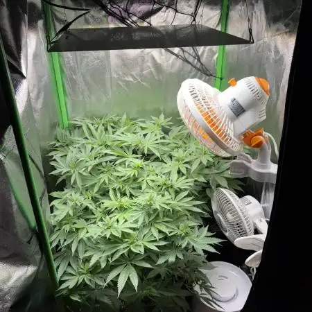 Red Hot Cookies 2nd run