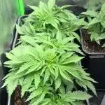 Red Hot Cookies 2nd run