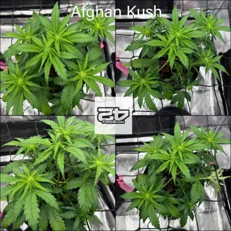 May the Kush and cookies be with you!
