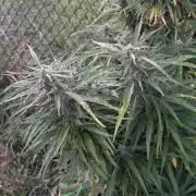 Critical Mass Outdoors
