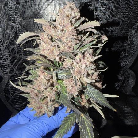 You're the berry best!