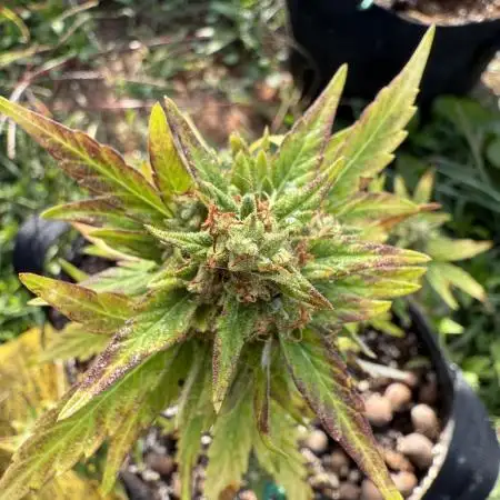 Northern light 3 gallon