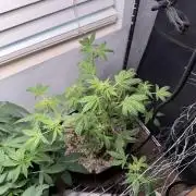 Purple lemonade RF3