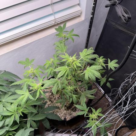 Purple lemonade RF3