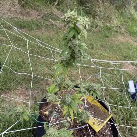 Trop cherry outdoors