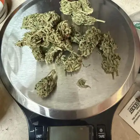 Watermelon Auto