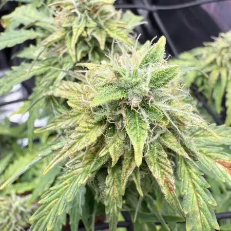 May the Kush and cookies be with you!