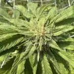 Trop cherry outdoors
