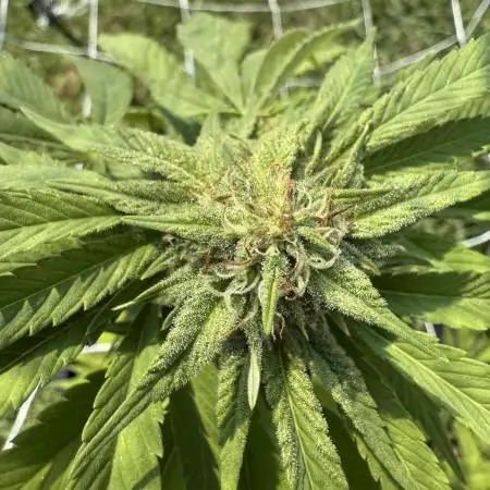 Trop cherry outdoors