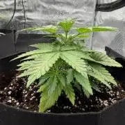 Let's make this day amethyst-ing! (RF3)