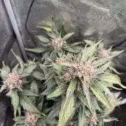 You're the berry best!