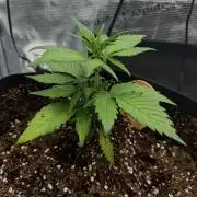 You're the berry best!