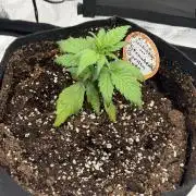 You're the berry best!