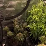 May the Kush and cookies be with you!