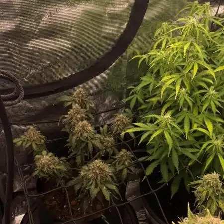 May the Kush and cookies be with you!