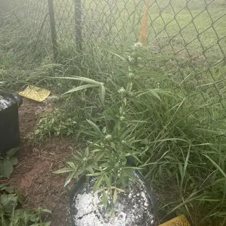 Watermelon Auto