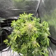 Banana Purple Punch Auto (RF3)