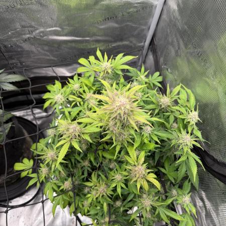 Banana Purple Punch Auto (RF3)