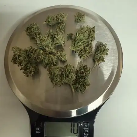 Watermelon Auto