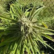 Critical Mass Outdoors