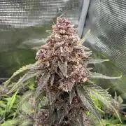 Banana Purple Punch Auto (RF3)