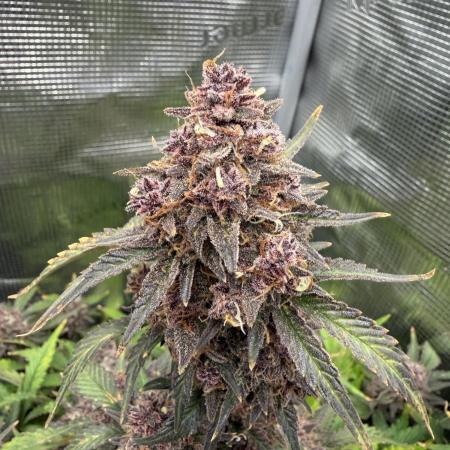 Banana Purple Punch Auto (RF3)