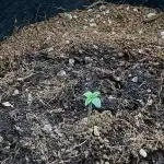 Let's make this day amethyst-ing! (RF3)