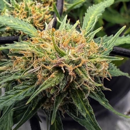 Why did the aurora get a bad review?