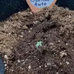 You're the berry best!