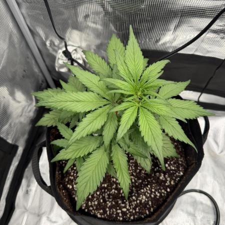 You're the berry best!