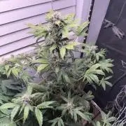 Purple lemonade RF3