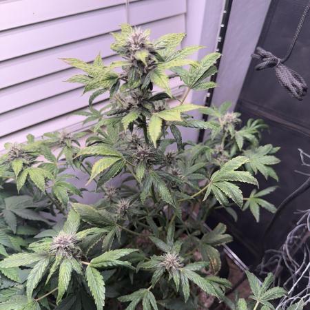 Purple lemonade RF3