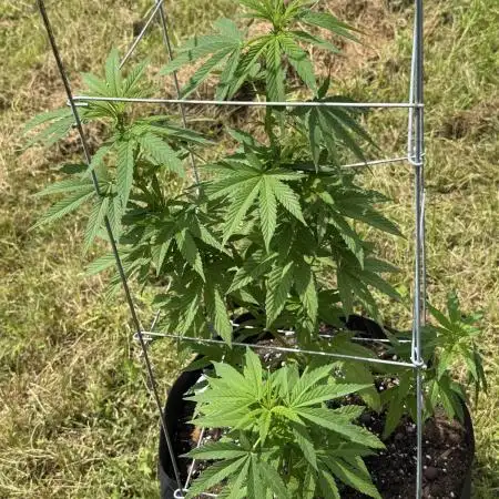 Trop cherry outdoors