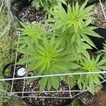 Trop cherry outdoors