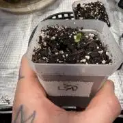 LSD 2x2 (budget tent)