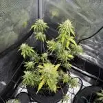 May the Kush and cookies be with you!
