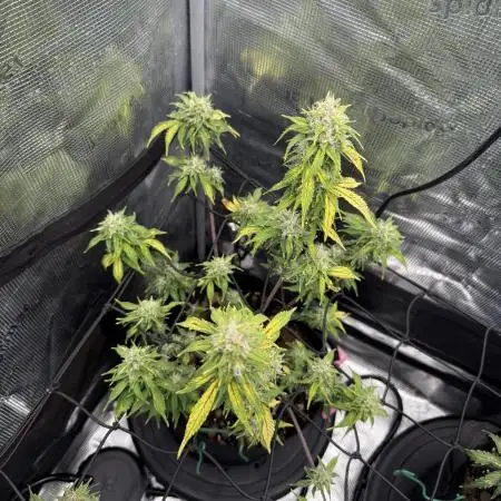 May the Kush and cookies be with you!
