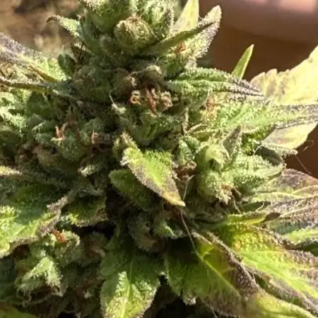 Northern light 3 gallon