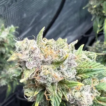 May the Kush and cookies be with you!