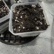 Critical mass by zamnesia