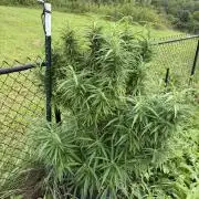 Critical Mass Outdoors