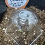 You're the berry best!