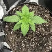 Trop cherry ( indoor )