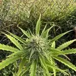 Watermelon Auto