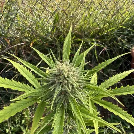 Watermelon Auto