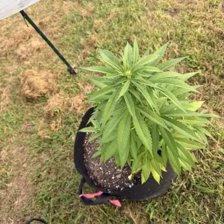 Trop cherry outdoors