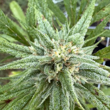 Trop cherry outdoors